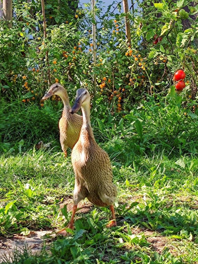 Modernes Zimmer Am Park Mit Garten, Huehner & Enten ミュンヘン エクステリア 写真